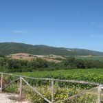 Vino di eccellenza: Vitigni tradizionali dello stesso territorio