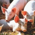 Coldiretti: Gli allevatori lasciano in "affidamento" i propri maiali alla borsa di Milano