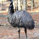 Naturale, antibatterico ed idratante: l'Italia scopre l'olio di emù