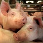 Falso Made in Italy: Blitz dei Nas in uno stabilimento di macellazione del Cremonese