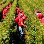 Coldiretti, Vendemmia 2012 peggiore di sempre