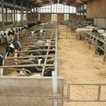 Puglia: Siglato il nuovo accordo sul prezzo del latte alla stalla