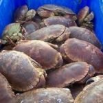 Avviso UE: il corpo dei granchi è ricco di cadmio