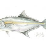 Il progetto "Pesce ritrovato" dell'Acquario di Genova