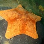 Ambiente, conoscere per tutelare: Il sic di Capo Berta