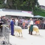 Murazzano (CN): Mostra delle pecore di Langa, razza da salvare