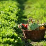 "Orti ed anziani": Un'unione che funziona e che va promossa