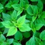 Sagra di Malalbergo (BO): La regina in cucina è l'ortica!