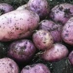 No ipertensione, no aumento di peso: ecco le patate viola