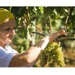 Coldiretti, l'8 agosto inizia la vendemmia 2012