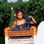La vendemmia italiana uccisa dalla burocrazia. Sostituiremo le viti (da vino) con i pannelli solari?