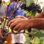 Parte la raccolta delle uve Groppello destinate alla produzione del Valtènesi