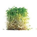 Broccoli: germogli ed in polvere combattono il cancro