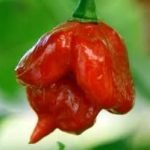 Trinidad Scorpion Butch Taylor: è australiano il peperoncino più piccante del mondo