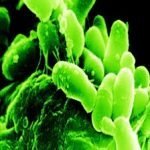 Buona alimentazione, sani i batteri dell'intestino