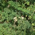 Moringa oleifera: l'albero della vita buono a tavola