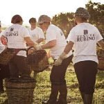 Tenute Rubino, vendemmia: Minore produzione, ma grande qualità