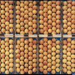 Fruttital a Macfrut 2011