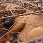 Carne di cane. Così si uccide e muore in Vietnam