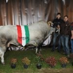 Grande successo per la 32ª Mostra Nazionale bovini di razza Piemontese