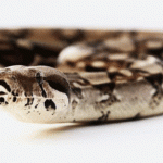 Torino: Un convegno per parlare di tartarughe, iguane, leoni e serpenti