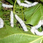 Arezzo: I bachi da seta lombardi protagonisti al Salone nazionale dell'agriturismo