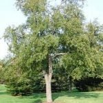 Tè di betulla, valido contro dolore e malattie cardiache