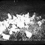 Torture sui polli, bufera su collaboratore di McDonald's