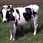 Cuneo: Mercoledì 30 novembre si accendono le luci di Allevatorissima