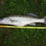 Il lucioperca conquista un posto d'onore sulla tavola degli appassionati di gastronomia