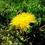 AIDS, l'estratto di tarassaco rallenta il virus