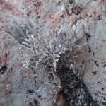 Roccella, Lecanora e Vacuolaria: tre licheni per combattere l'Alzheimer