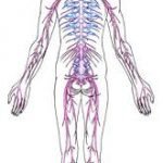 Il successo della dieta dipende dal sistema simpatico