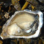 Ostriche, Caviale e Champagne si acquistano on line su www.ostricheonline.com