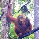 Obesità: studiare gli oranghi, guarire gli uomini