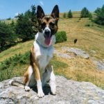 Era solo un cane, ma il vuoto che ha lasciato è incolmabile