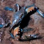 Corea del Sud contro Cina. E' la guerra dei granchi blu