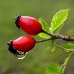 L'estratto di rosa canina difende dalla malattie cardiovascolari