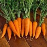 Carota di Fucino, l'IGP è più vicino