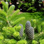 Estratti di Pino Coreano e senso di sazietà