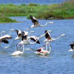Ambiente e gastronomia. Al Parco del Delta del Po torna Primavera Slow