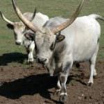 Ungheria, la carne dei bovino grigio ungherese ottiene l'IGP