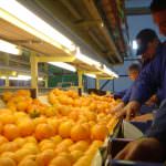 Fruit Logistica: In Piazza Italia Oranfrizer ha rappresentato il settore agrumicolo
