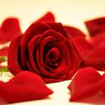 San Valentino: I giovani prenotano i fiori per essere sicuri di non mancare l'appuntamento