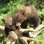 Campoli Appennino (FR) apre le porte agli amanti del tartufo e degli... orsi