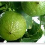 Bergamotto DOP calabrese: amico dei profumi, nemico del colesterolo