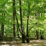 Trees for the future: Climate change could mean big changes for Europe's forests