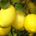 Il limone di Rocca Imperiale diventa IGP