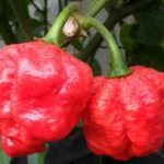 Trinidad Moruga Scorpion, il peperoncino più piccante del mondo