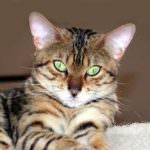 Gatto arrosto in pentola: nei guai un ristorante di Hanoi